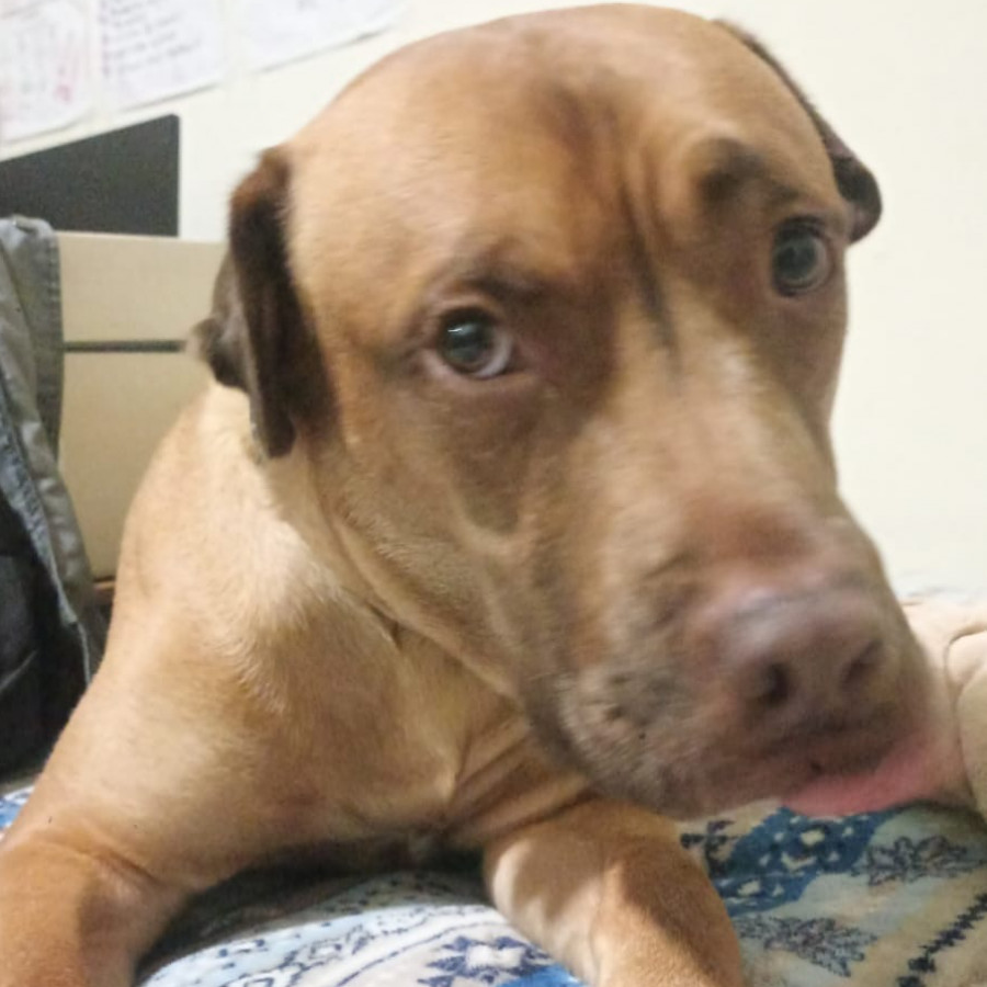 LEÓN | Raza Mestizo,  cruza de American Pitbull Terrier | Perdido