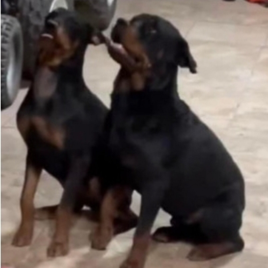 CONAN Y NEGRA | Raza Rottweiler | Perdido