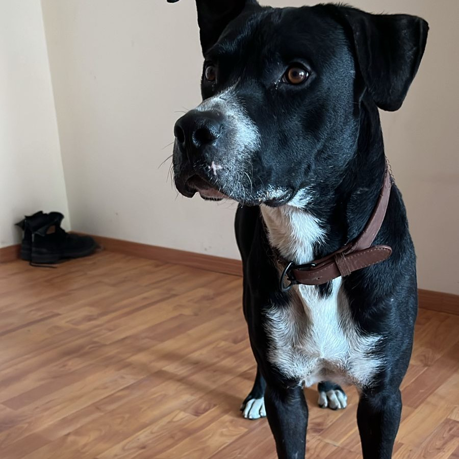  | Raza Mestizo, cruza de American Pitbull Terrier | Encontrado