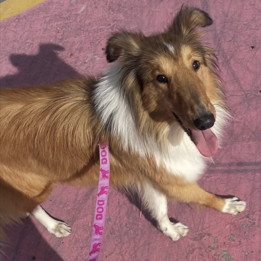 LASSIE | Raza Collie de Pelo Largo | Final Feliz