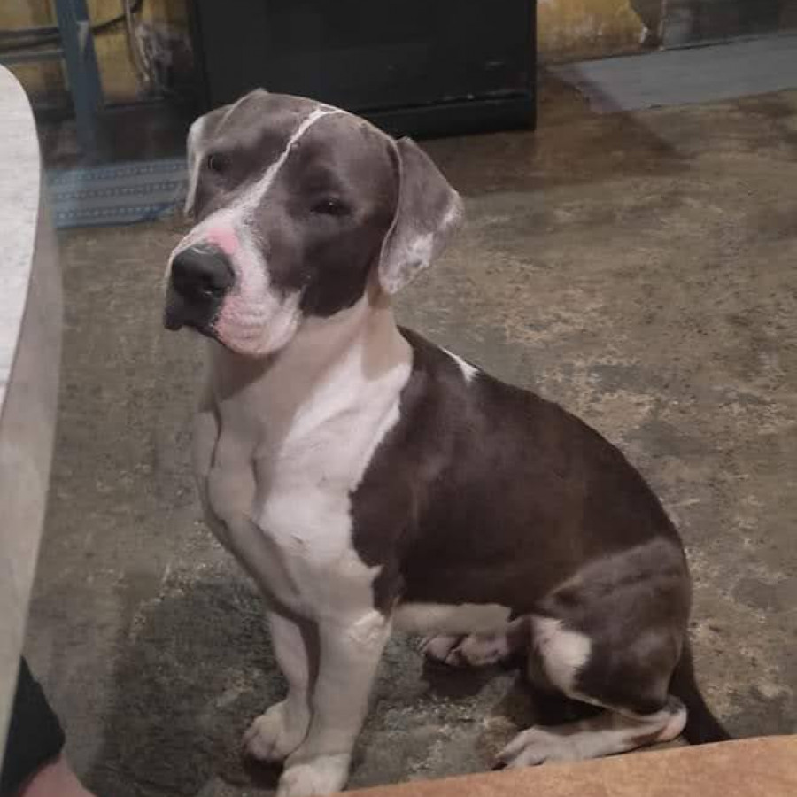 CHATO PIBU | Raza Mestizo, cruza de American Pitbull Terrier | Perdido