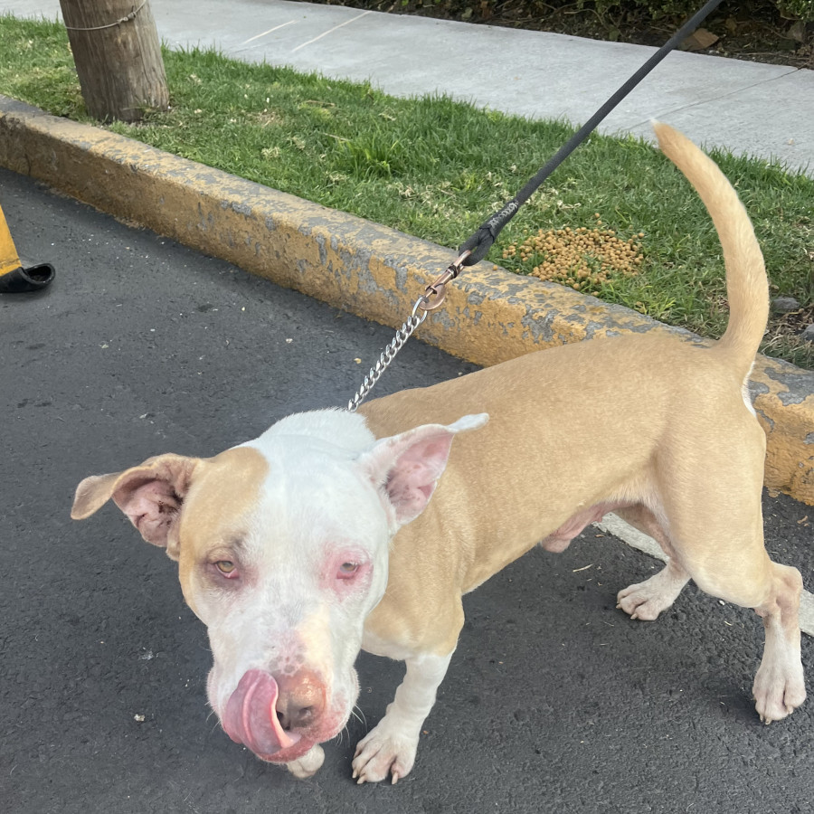  | Raza American Pitbull Terrier | Encontrado