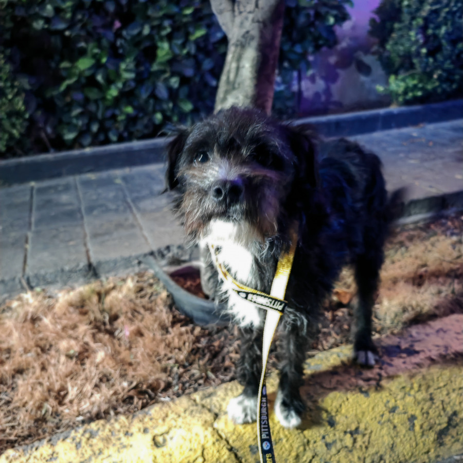  | Raza Mestizo, cruza de Schnauzer | Encontrado