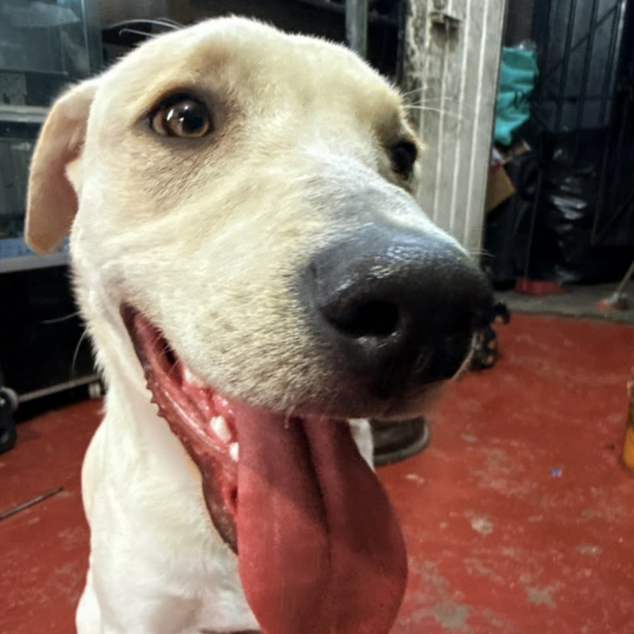 COPO | Raza Labrador  | Perdido