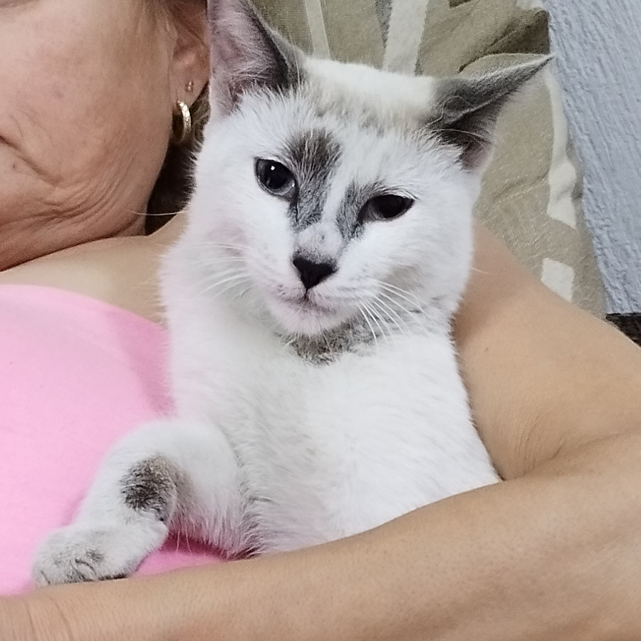 | Raza Domestico Americano de pelo corto | Encontrada