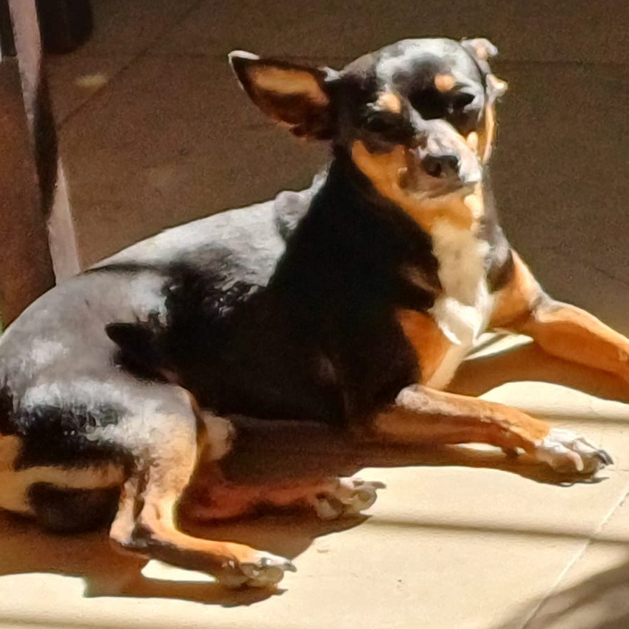 DRACO | Raza Chihuahua | Perdido