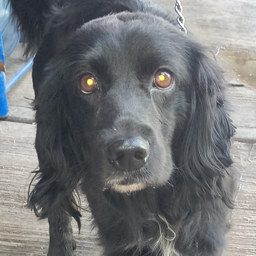  | Raza Mestizo, cruza de Cocker Spaniel | Encontrado