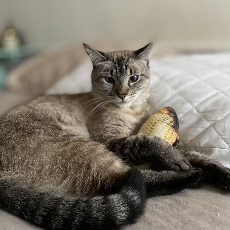 LUNA | Raza Aslan o Siamés moderno, punto tabby | Perdida