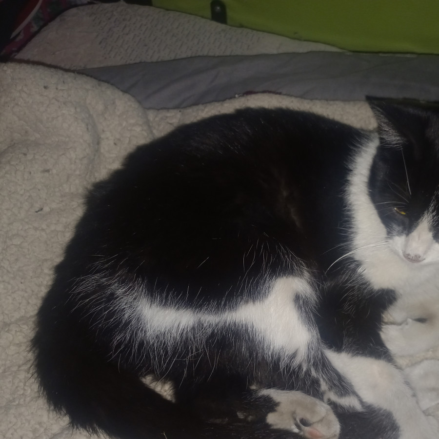  | Raza Doméstico Américano de Pelo Corto | Encontrada