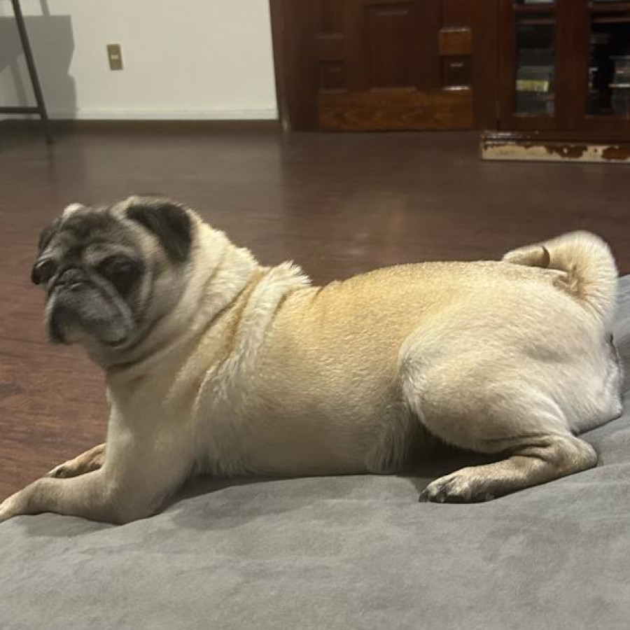 AKIRA | Raza Pug o Carlin | Perdida