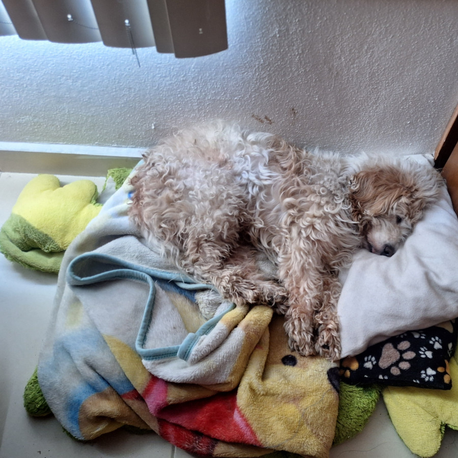 CHONCHITO | Raza Mestizo, cruza de French Poodle | Perdido