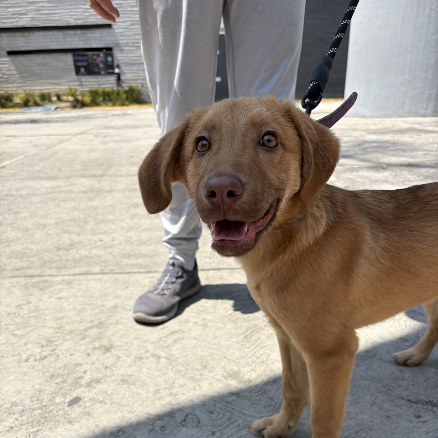  | Raza Labrador  | Encontrada