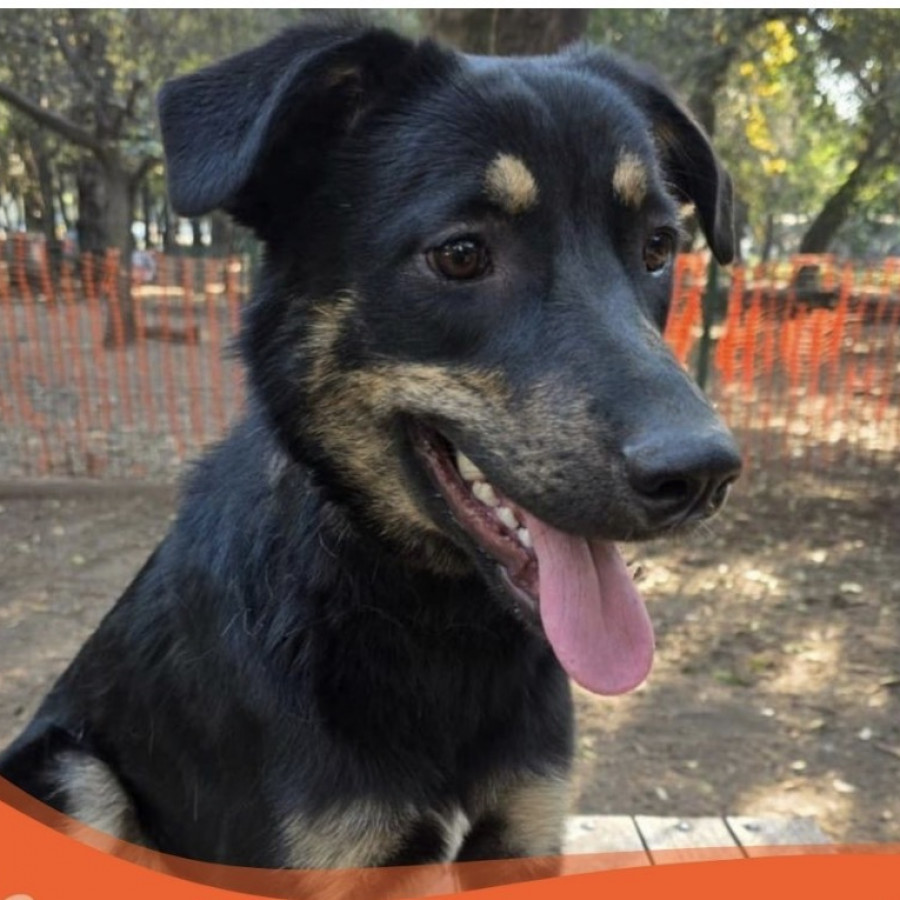 MORENA | Raza Mestiza, cruza de Pastor Alemán | En Adopción