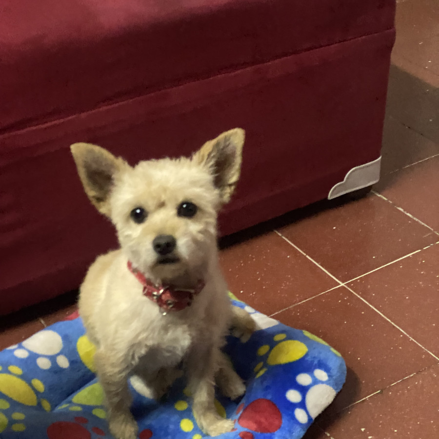 MOYO | Raza Mestizo, cruza de Chihuahua con Pomerania | Perdido