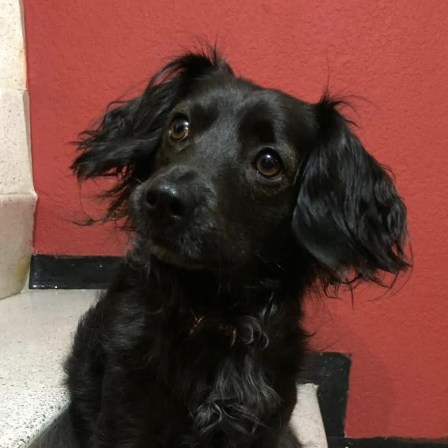 KENAI | Raza Mestizo | Final Feliz