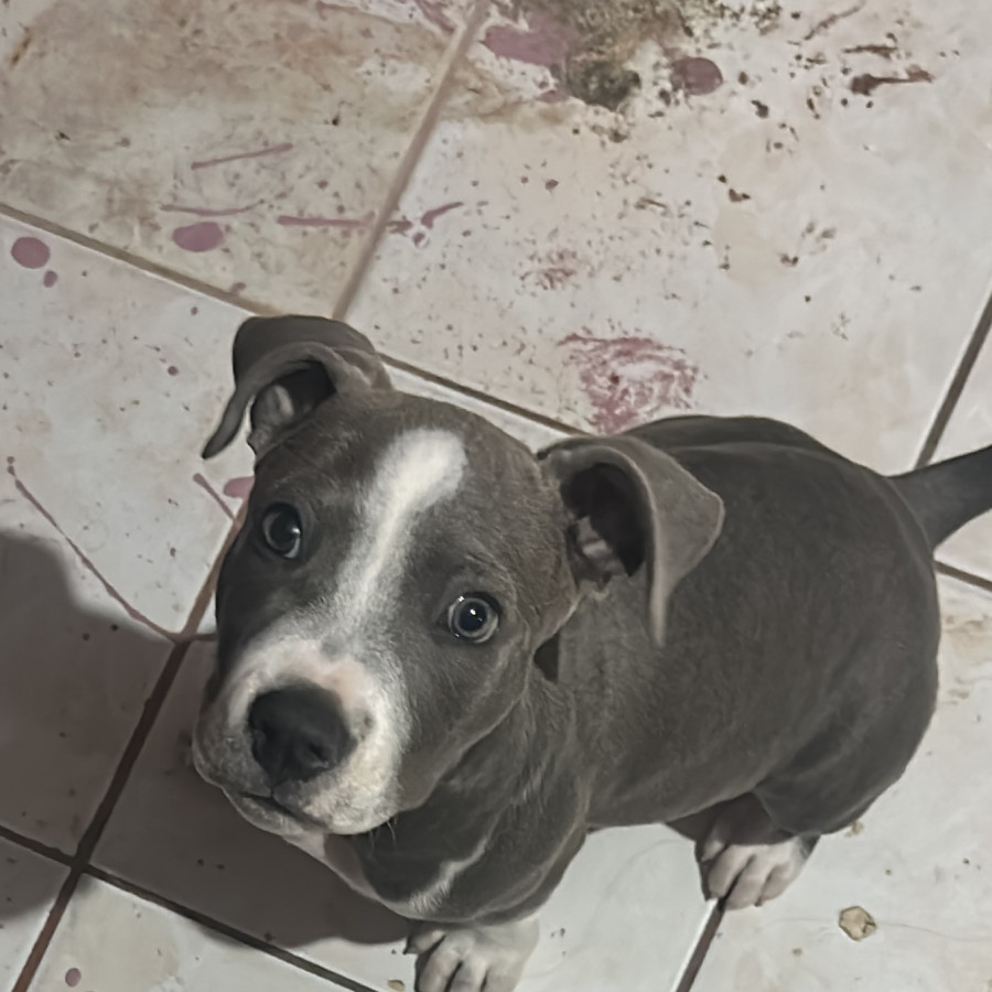 DOBY | Raza American Pitbull Terrier | Final Feliz