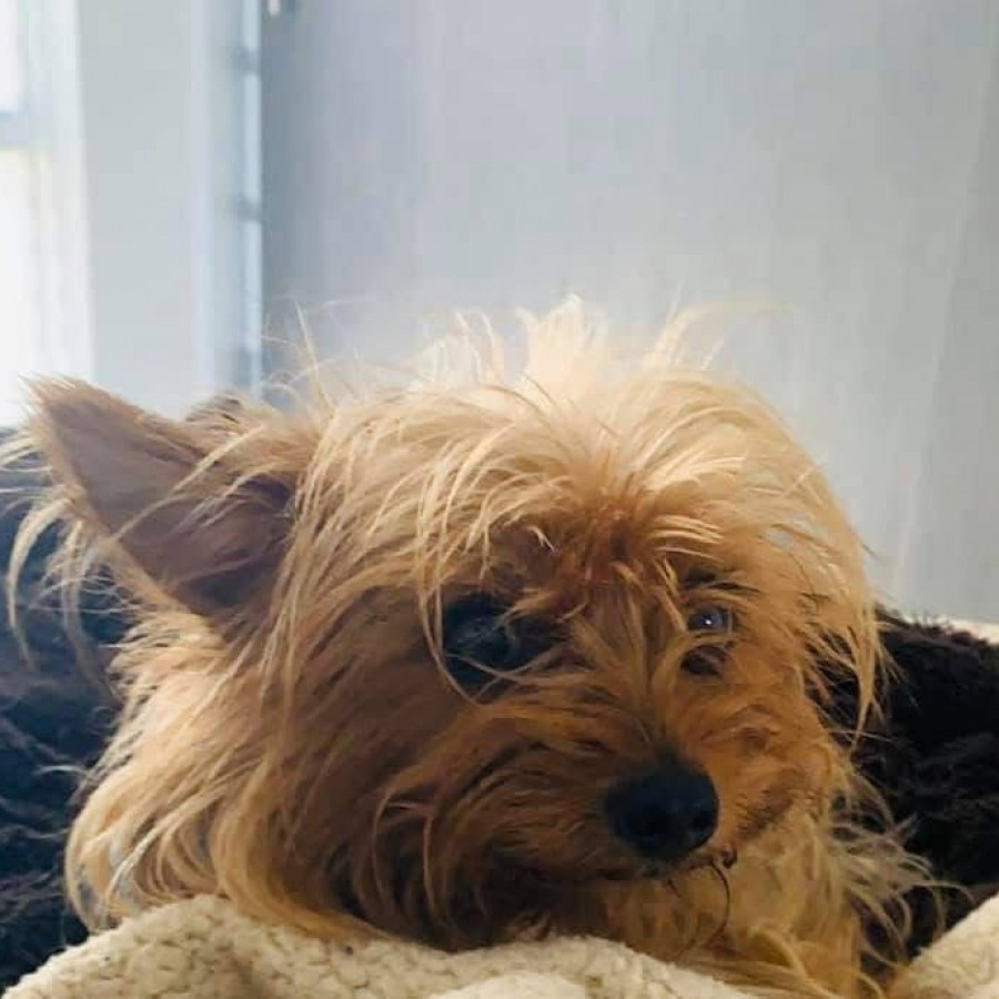 SOFÍA | Raza Yorkshire Terrier (Yorkie) | Perdida