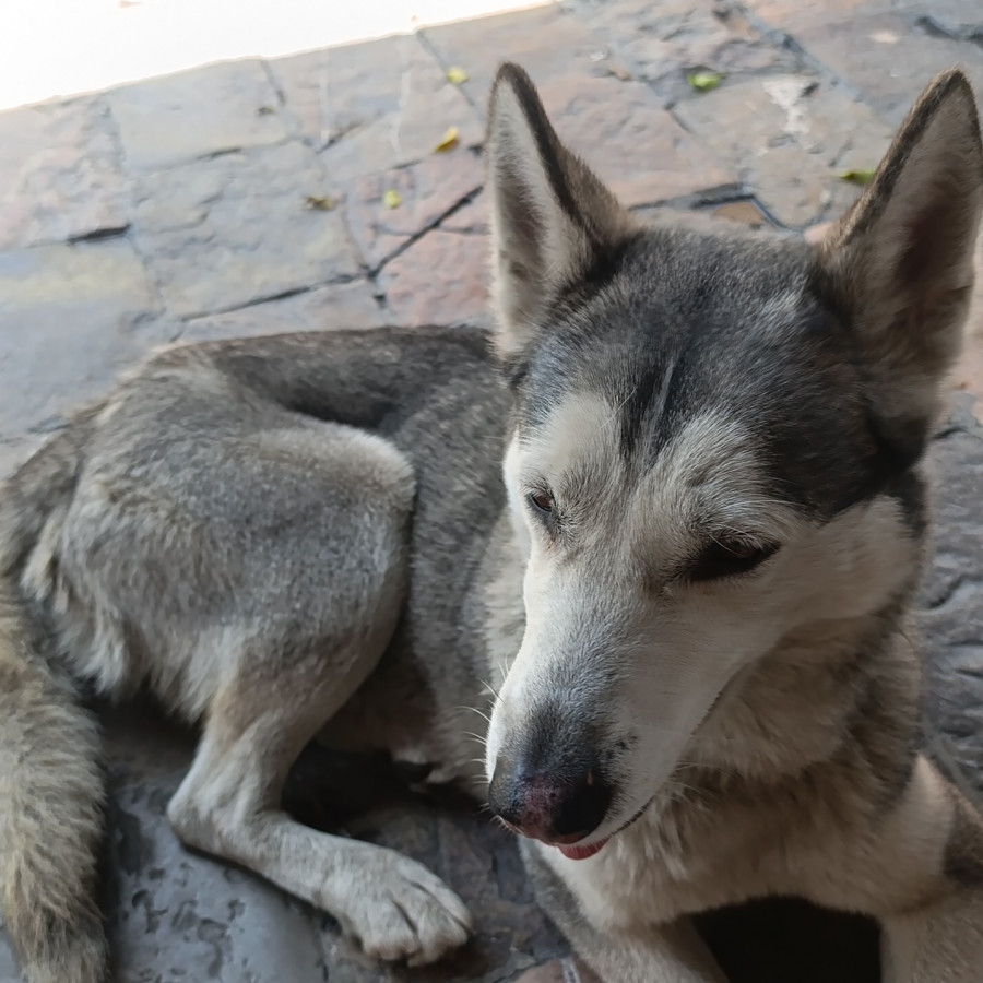 HERMOSA PELUDITA | Raza Mestiza,  cruza de Husky Siberiano | En Adopción