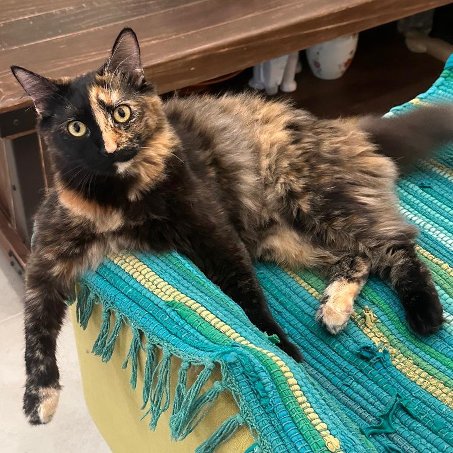 LULA | Raza Calicó de pelo semilargo | Final Feliz