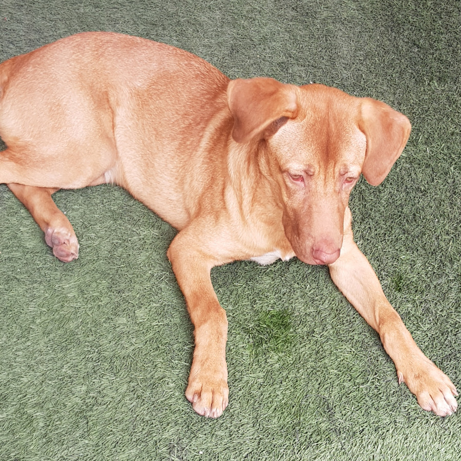  | Raza Mestizo, cruza de Labrador | Encontrado