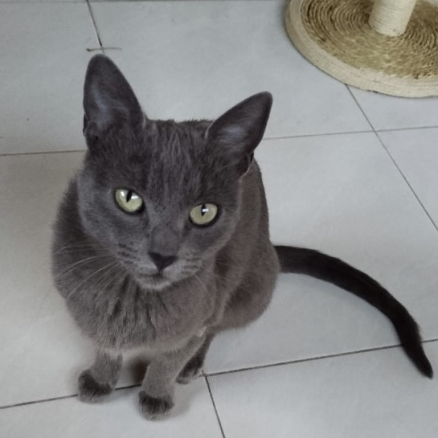 TEVI | Raza Korat | Perdida
