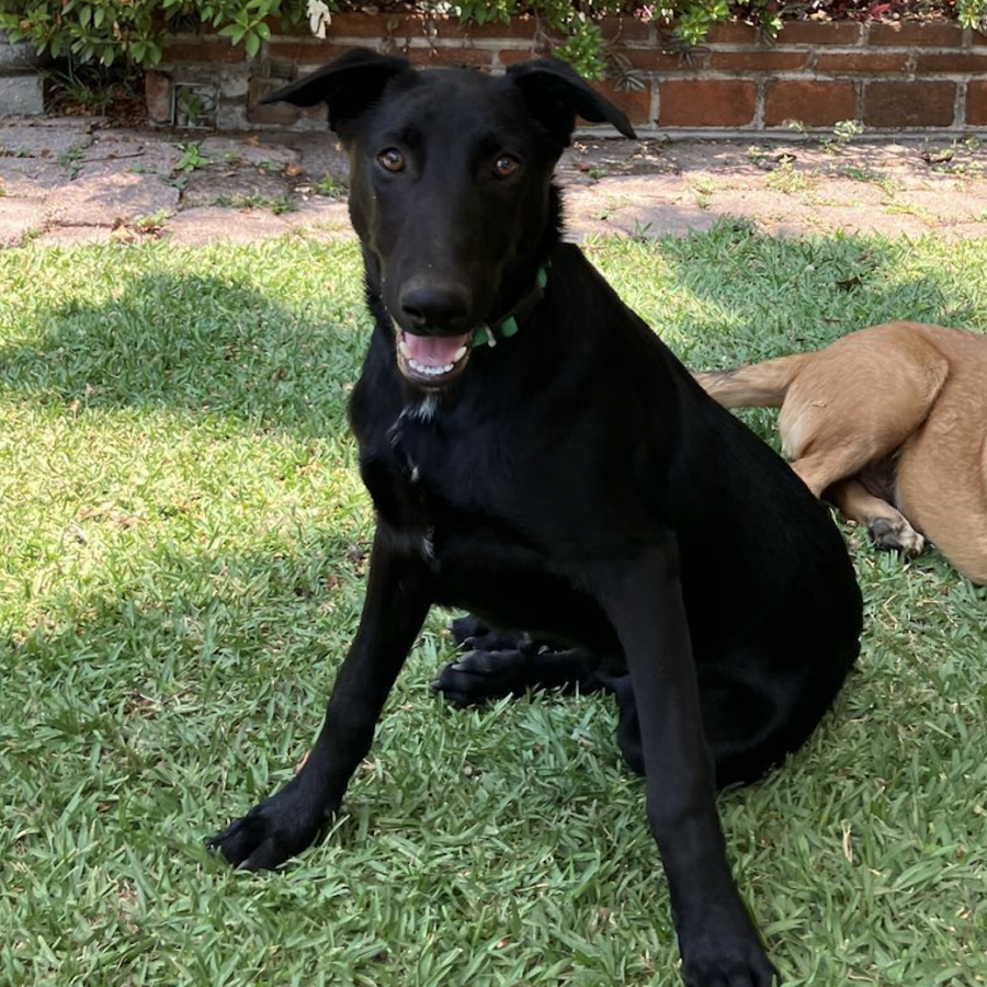 BRÛLÉE | Raza Mestizo,  cruza de Labrador | En Adopción