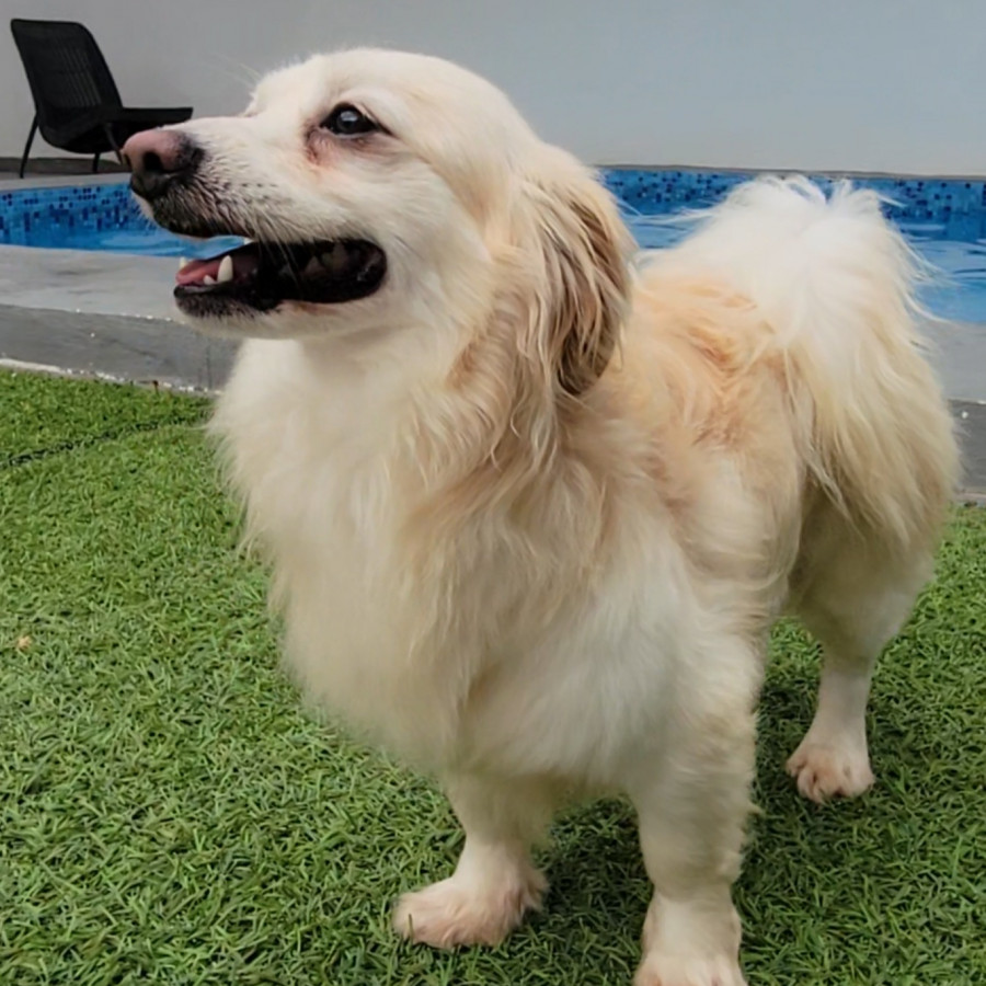 COCO | Raza Mestizo, cruza de Pomerania | Perdido