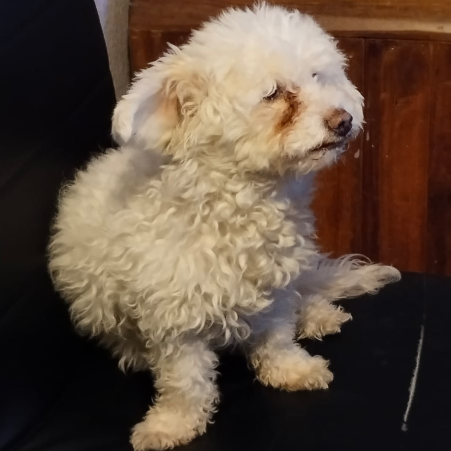 PRINCESA O TITÍ | Raza Mestiza, cruza de French Poodle  con Maltés | Perdida