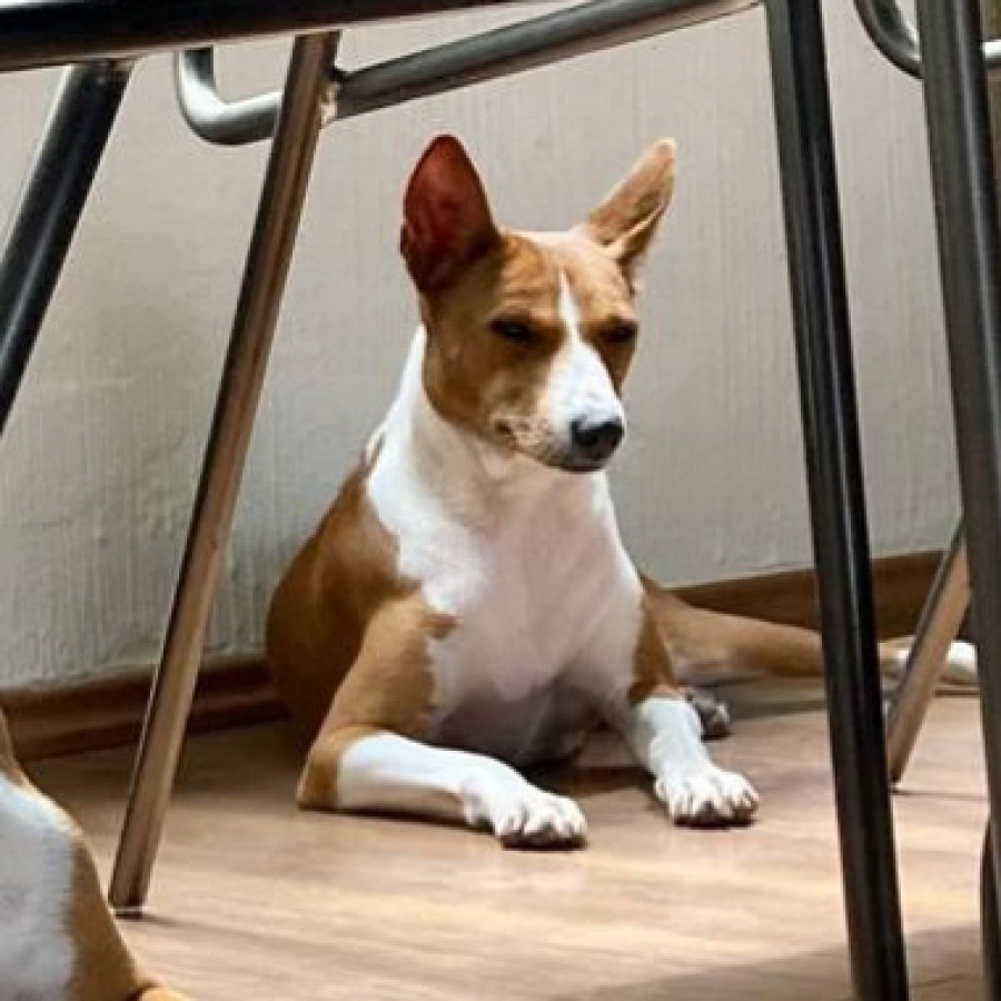 TAURET | Raza Basenji  | Final Feliz