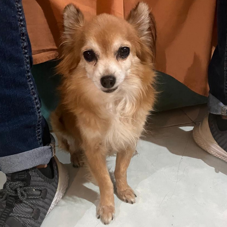 TOBY | Raza Mestizo, cruza de Pomerania con Chihuahua,  (Pomchi) | Final Feliz