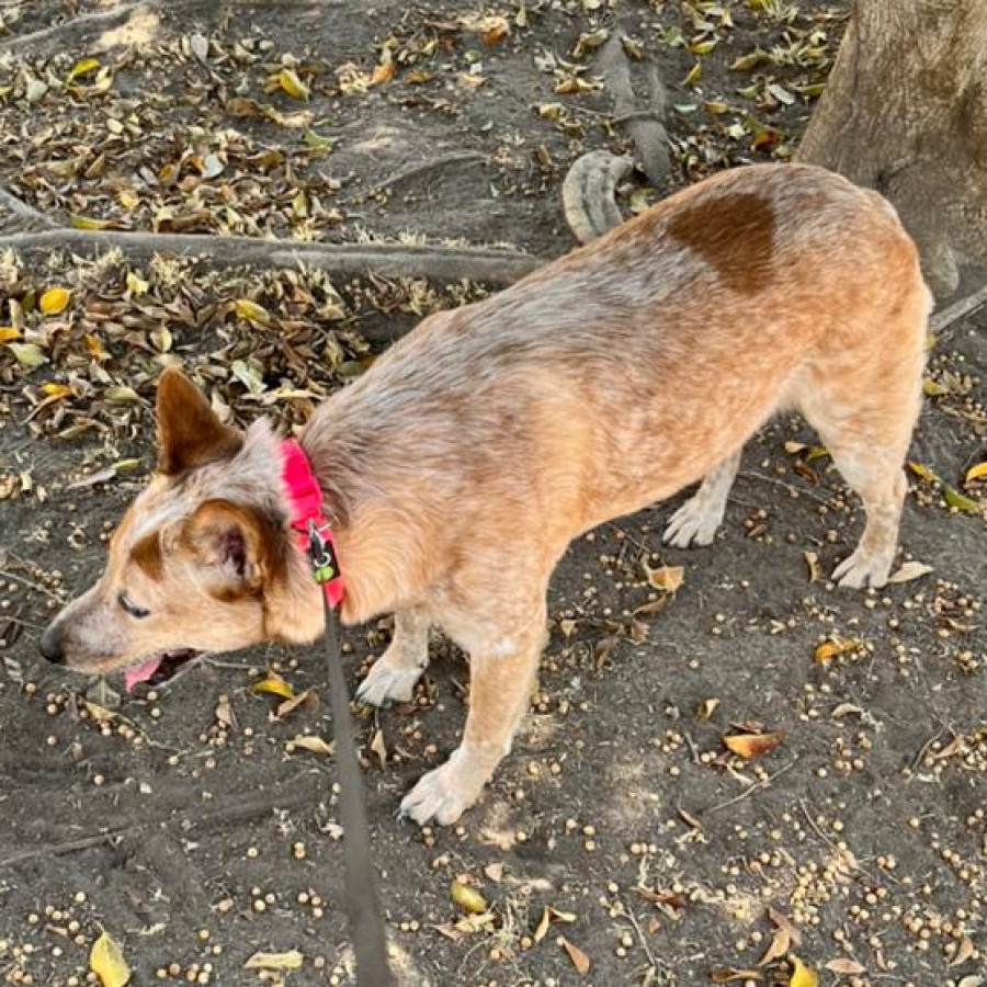 MARA | Raza Ganadero Australiano Red Heeler | Final Feliz