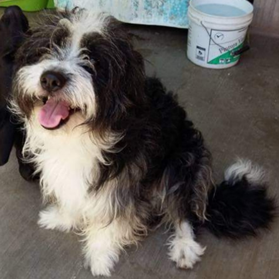 CHATO | Raza Mestizo,  cruza de Schnauzer con Poodle,  (Schnoodle). | Perdido