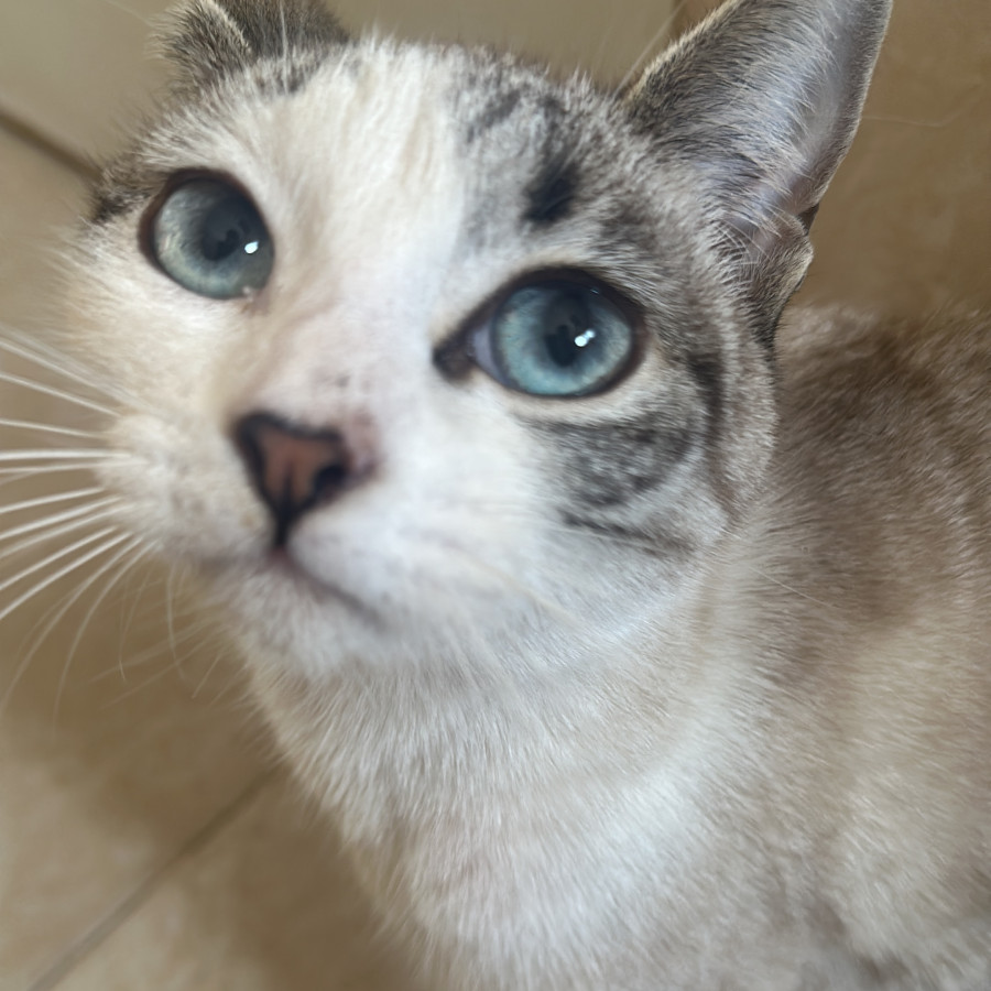 COCO | Raza Aslan o Siamés moderno, punto tabby | Perdida