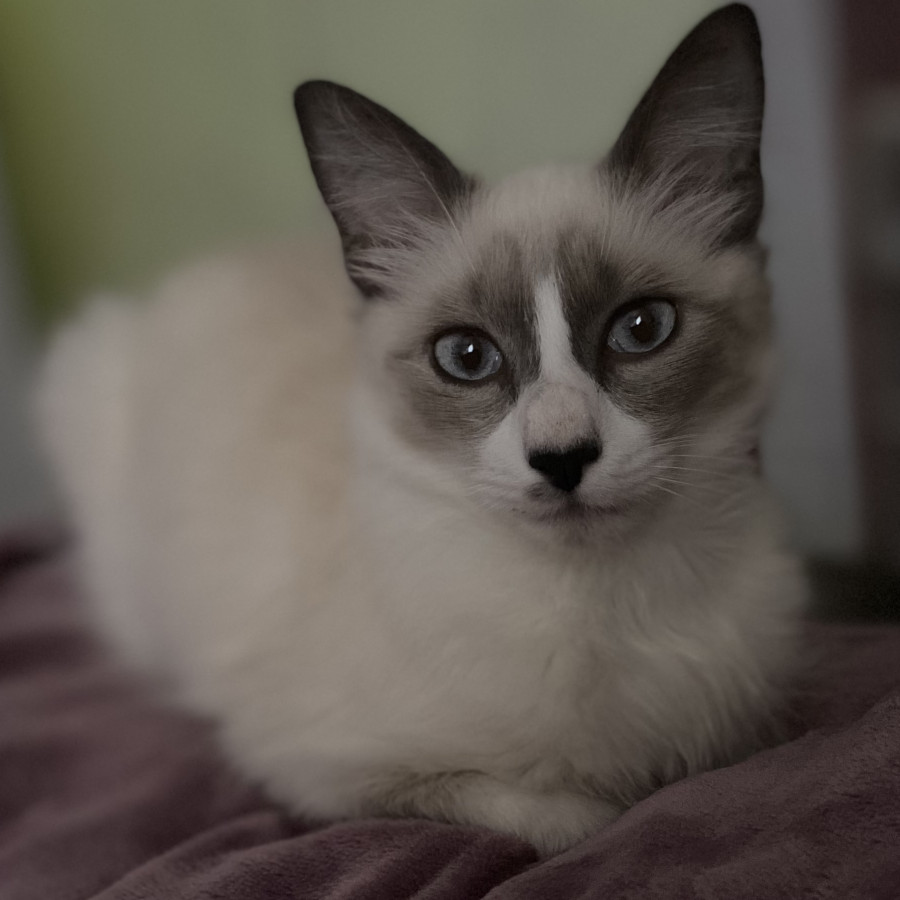 RUI | Raza Snowshoes | Final Feliz