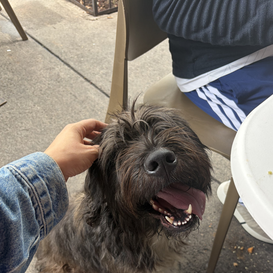  | Raza Mestiza | Encontrada