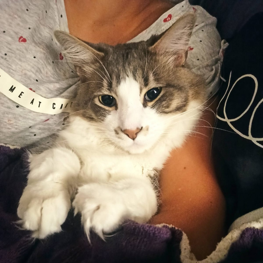 WILLIAM | Raza Doméstico Americano de pelo semilargo | Perdido