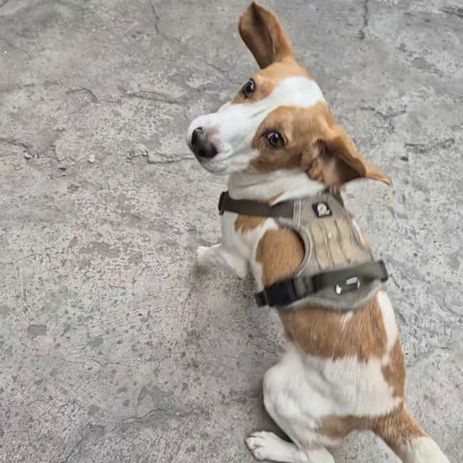 CUPER | Raza Beagle | Final Feliz