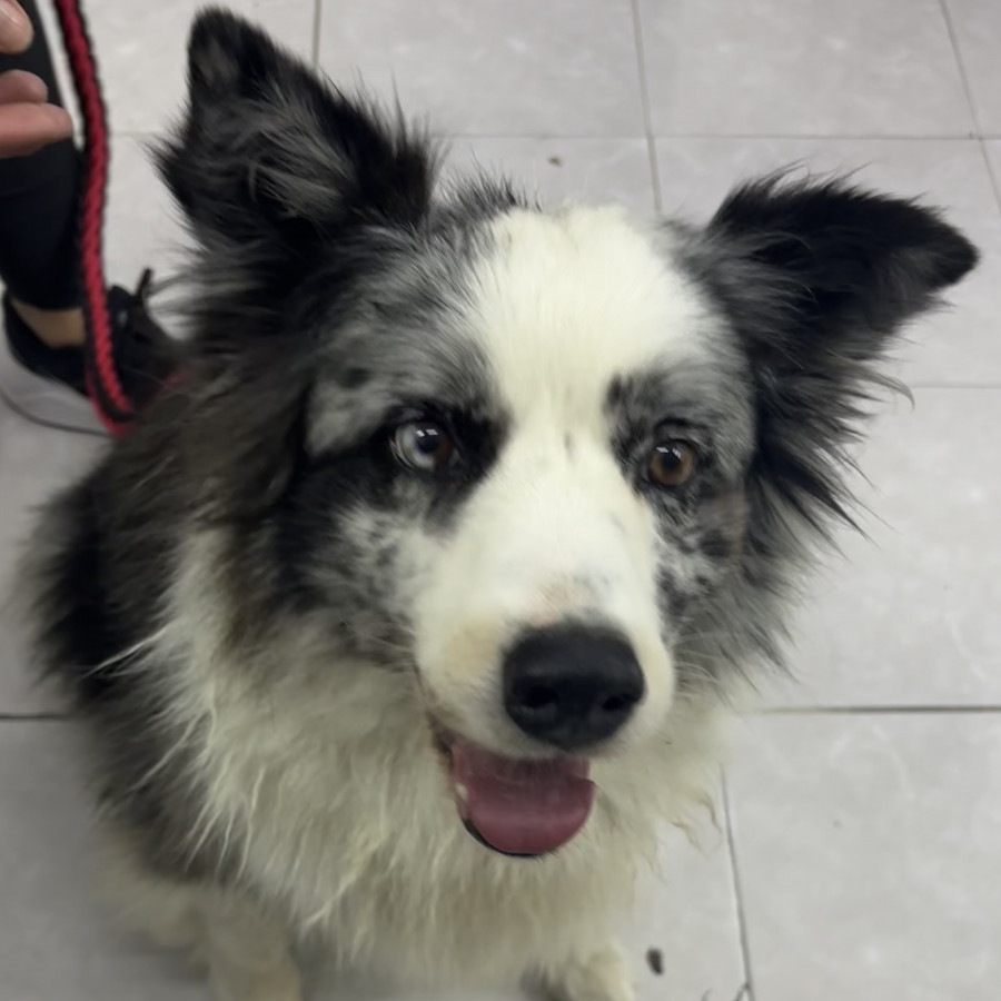  | Raza Border Collie  | Final Feliz