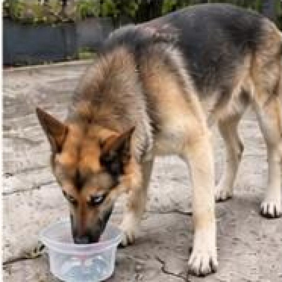  | Raza Mestizo, cruza de Pastor Alemán posiblemente con Husky | Encontrado