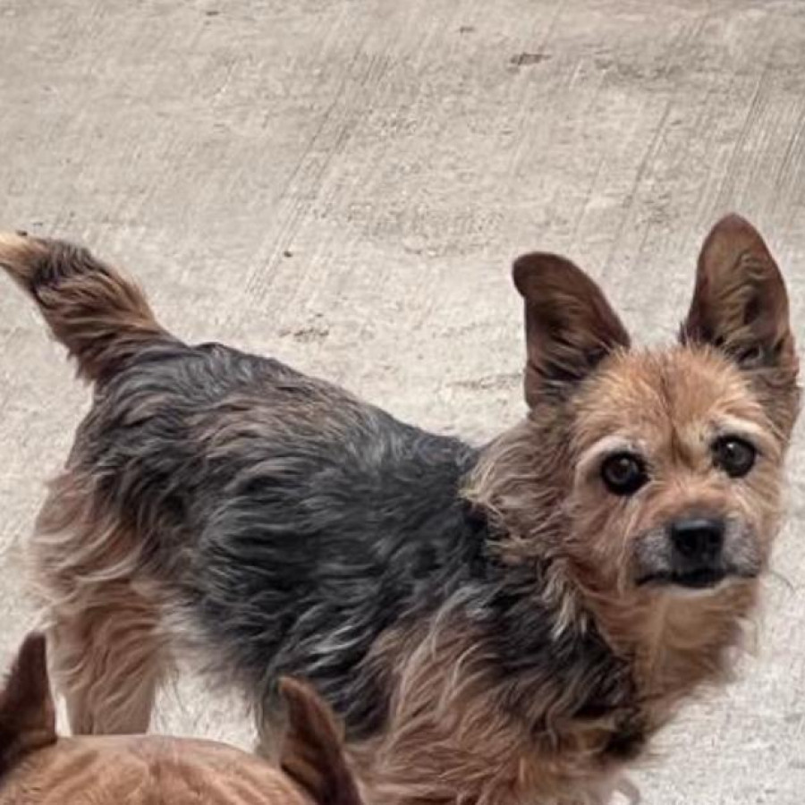 ZURI | Raza Yorkshire Terrier (Yorkie) | Perdida