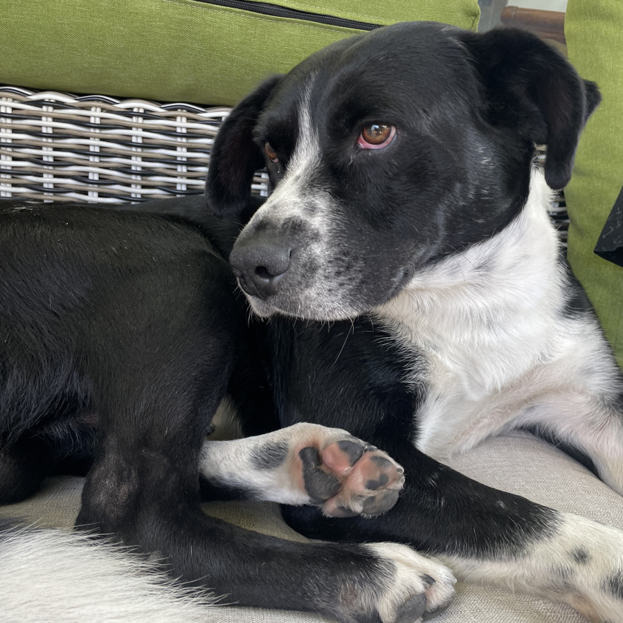  | Raza Mestizo | Encontrado