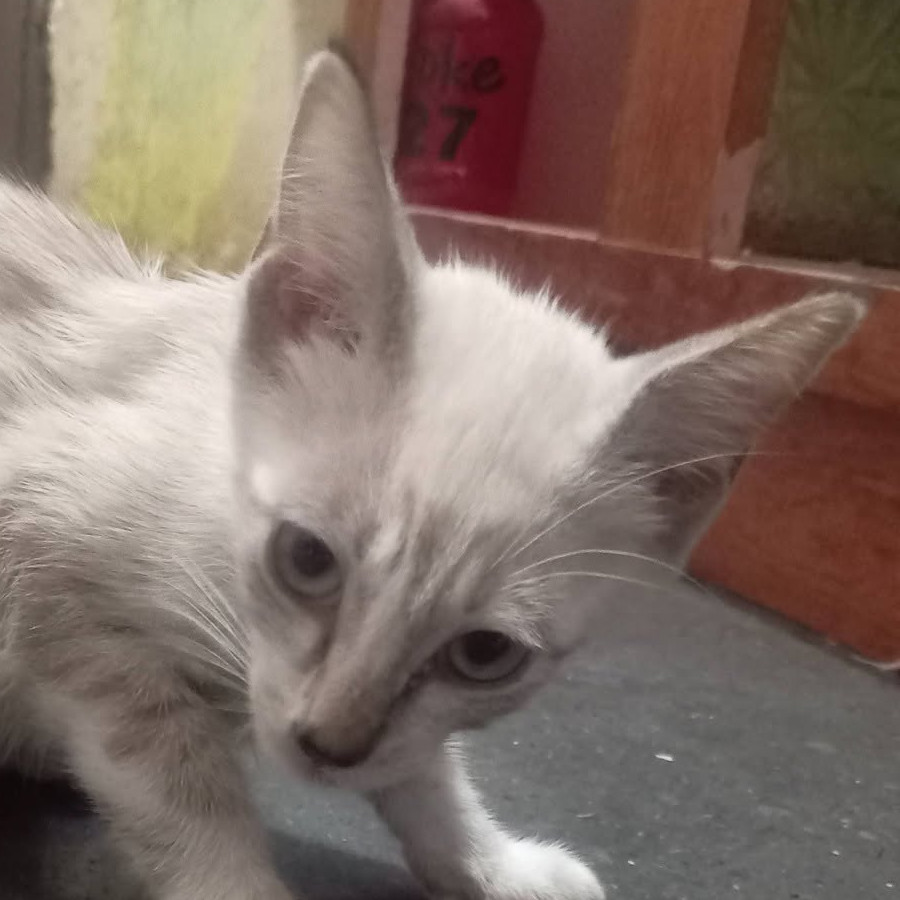 CAMILA | Raza Aslan o Siamés Moderno Punto Tabby | En Adopción
