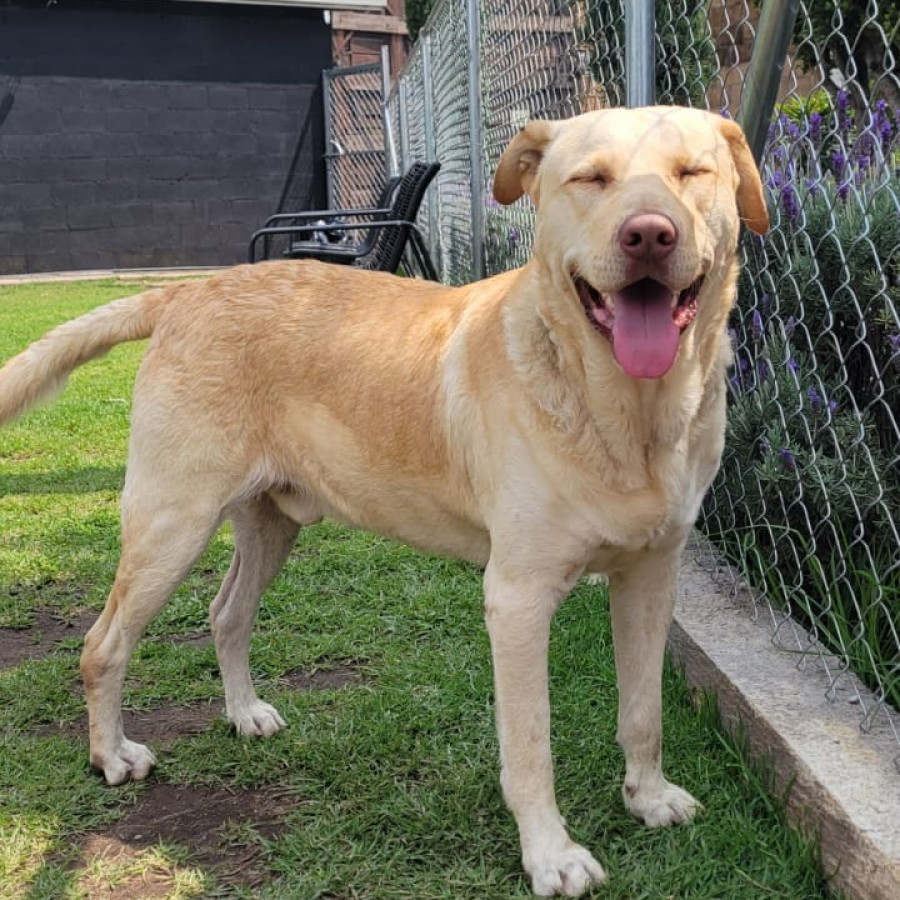  | Raza Labrador  | Encontrado