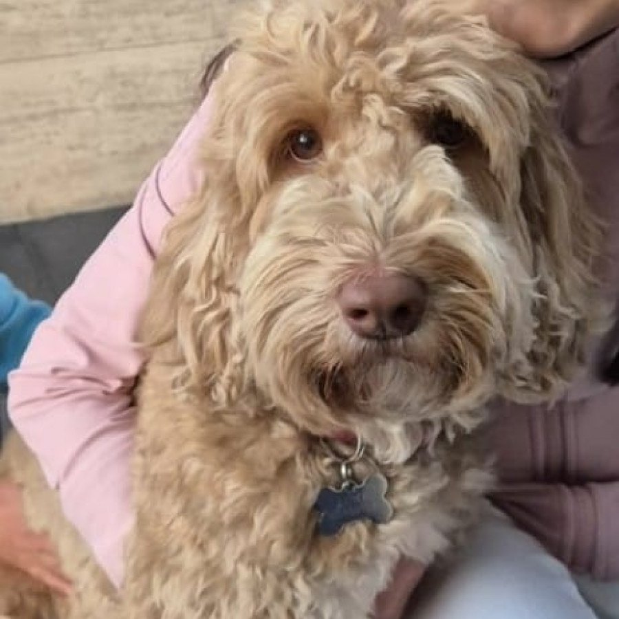 LUNA | Raza Mestiza, Cruza de Labrador con Poodle (Labradoodle) | Final Feliz