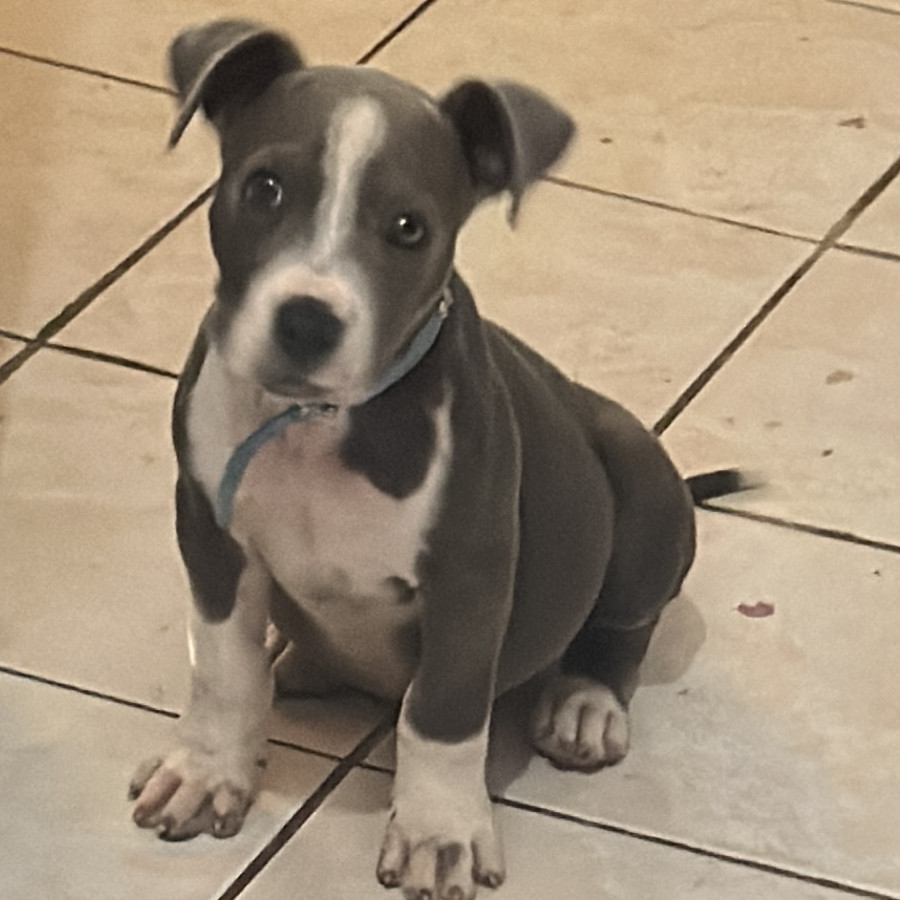 DOBY | Raza American Pitbull Terrier | Final Feliz