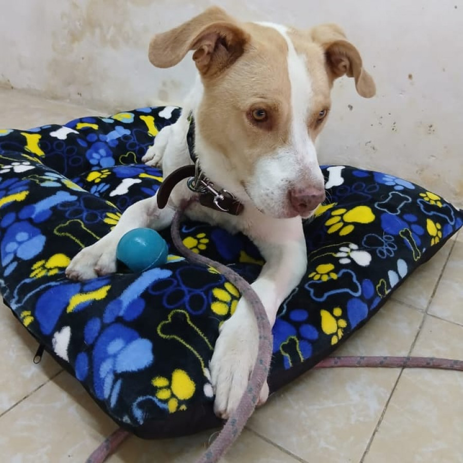 WERO | Raza Mestizo | En Adopción