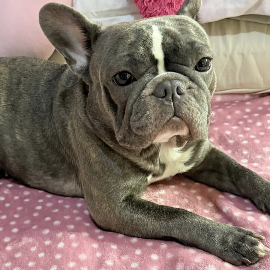 CARLOTA | Raza Bulldog Francés  | Final Feliz
