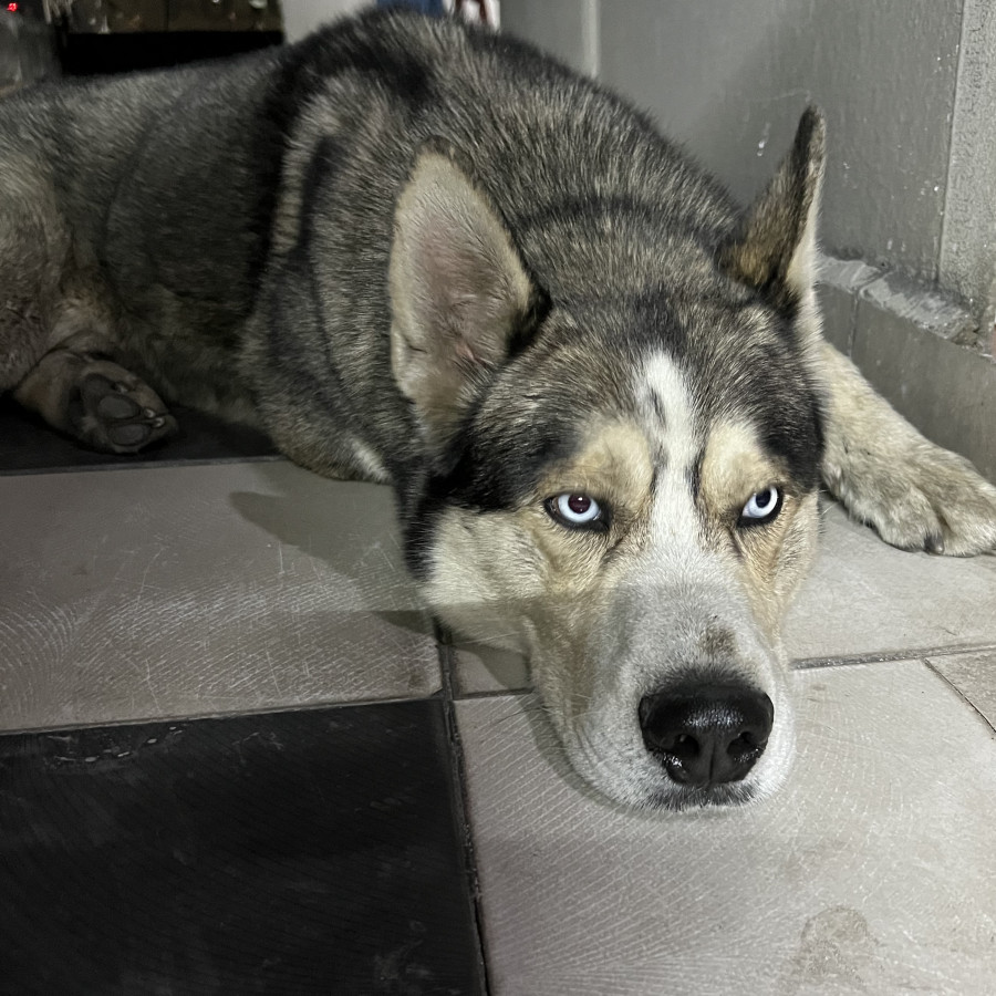  | Raza Husky Siberiano | Encontrado