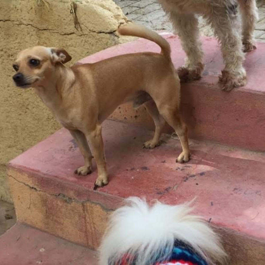 ROBIN | Raza Chihuahua | Perdido