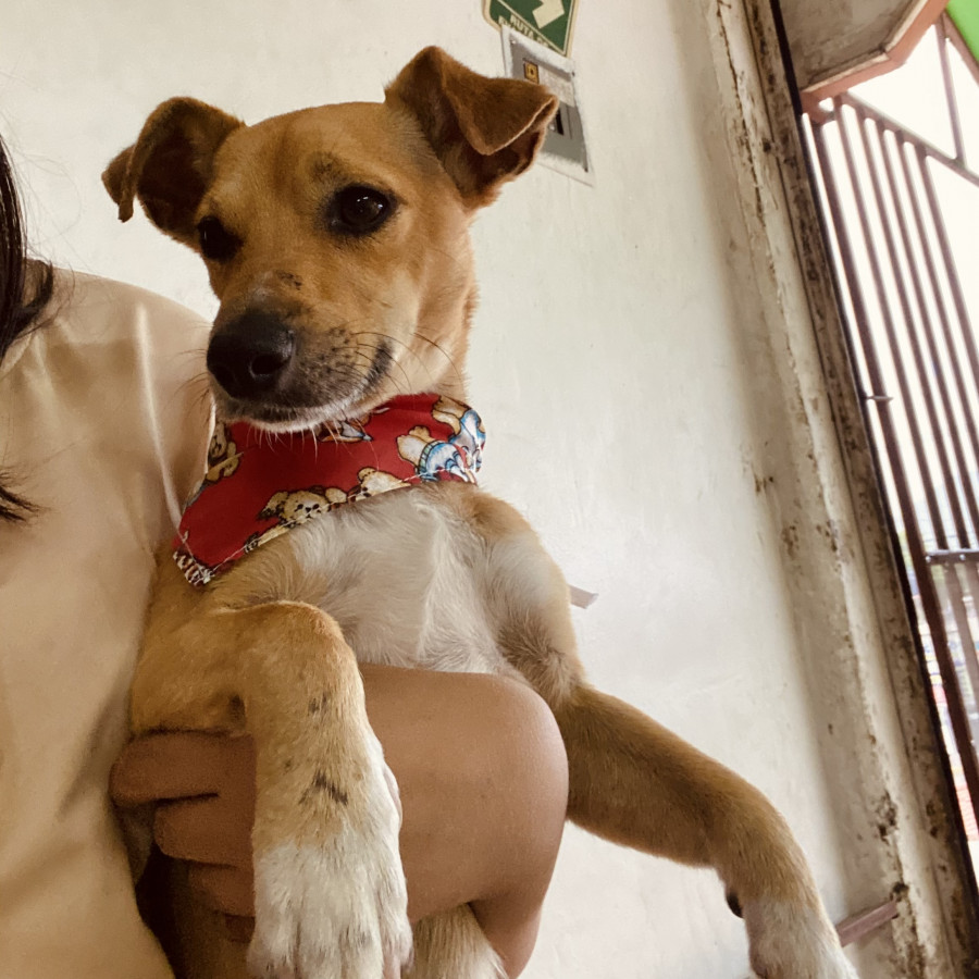 CANELO | Raza Mestizo | En Adopción